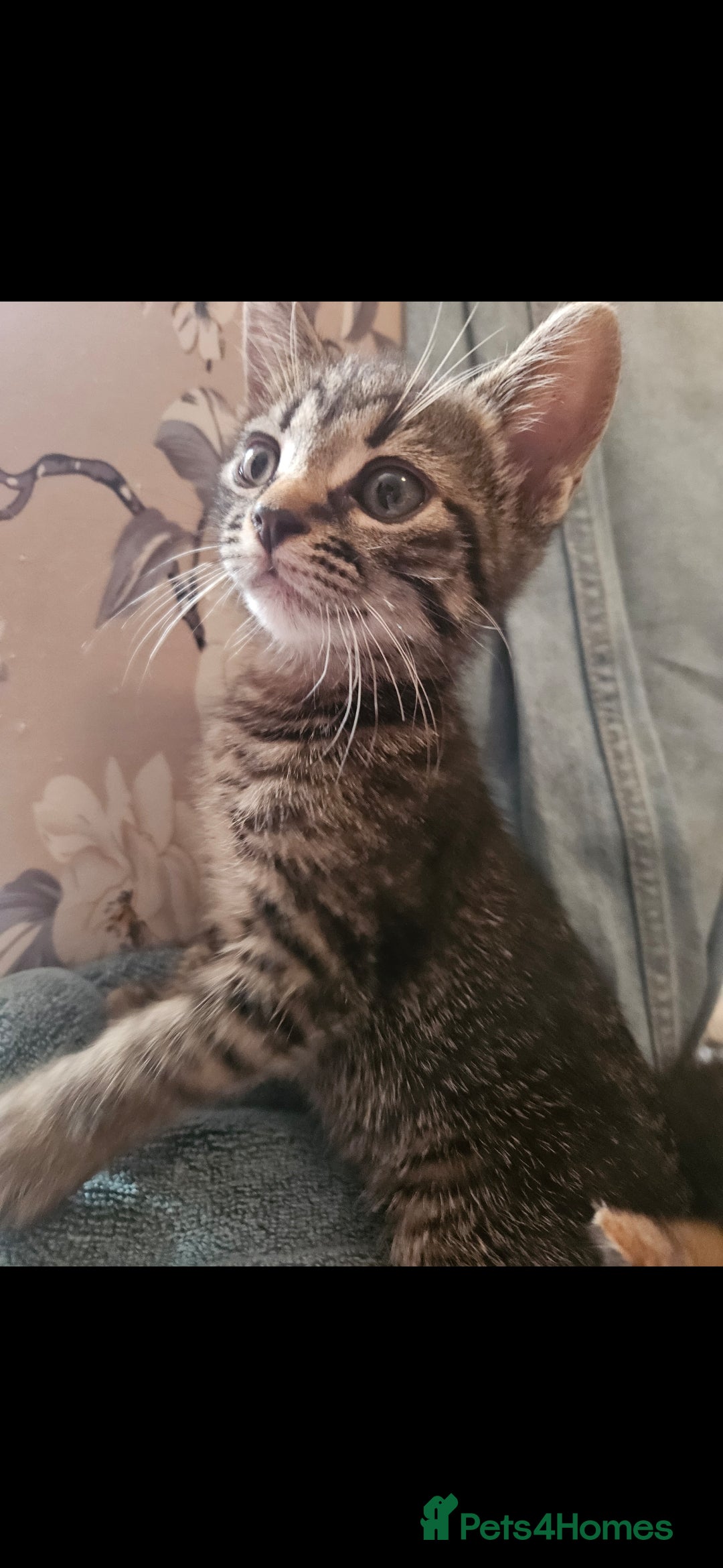 Mixed Breed cats for sale: Beautiful kittens  - Image 34