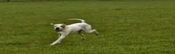 Pointer dogs for sale: 11 month pointer bitch for sale - Advert 4