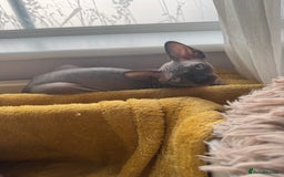 Sphynx cats for sale: 2 Sphynx Girls Ready for Forever Homes - Image 11