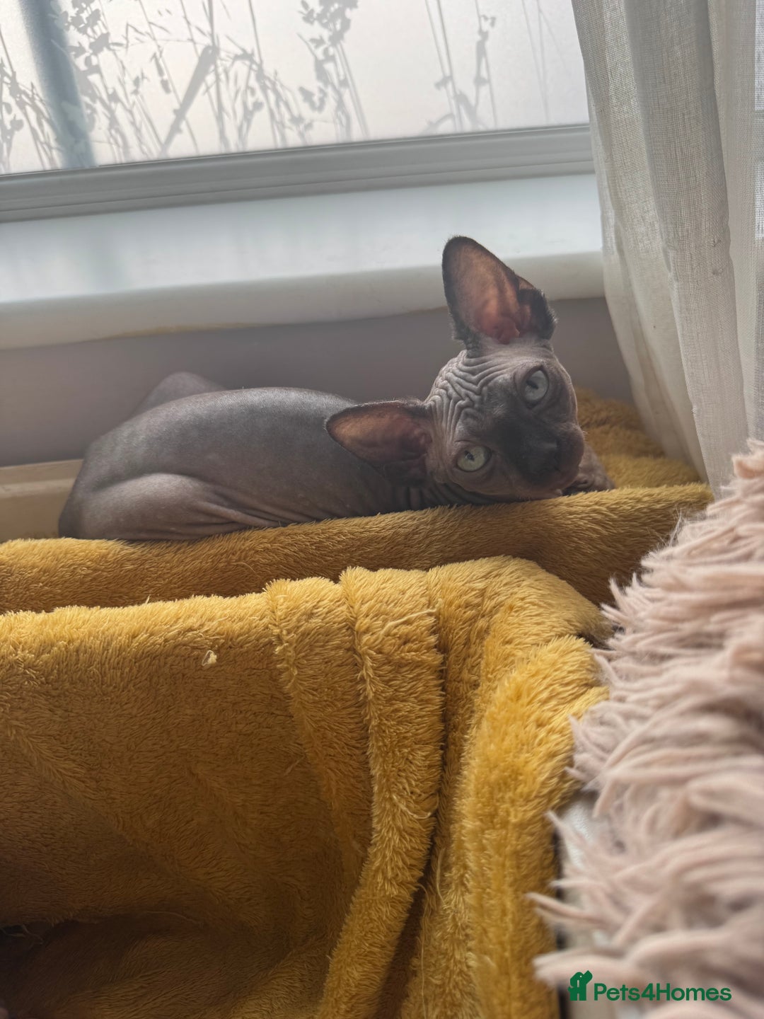 Sphynx cats for sale: 2 Sphynx Girls Ready for Forever Homes - Image 11