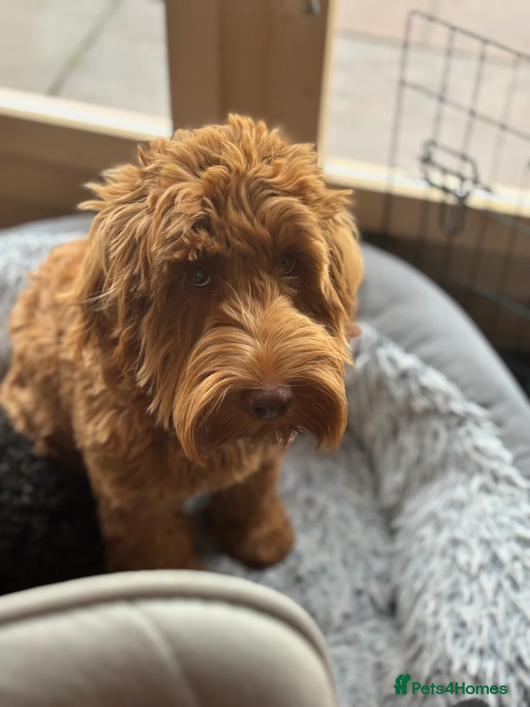 Cockapoo dogs for stud: F1 Red Cockapoo PROVEN Stud-Extensively DNA Tested in Stafford - Advert 5