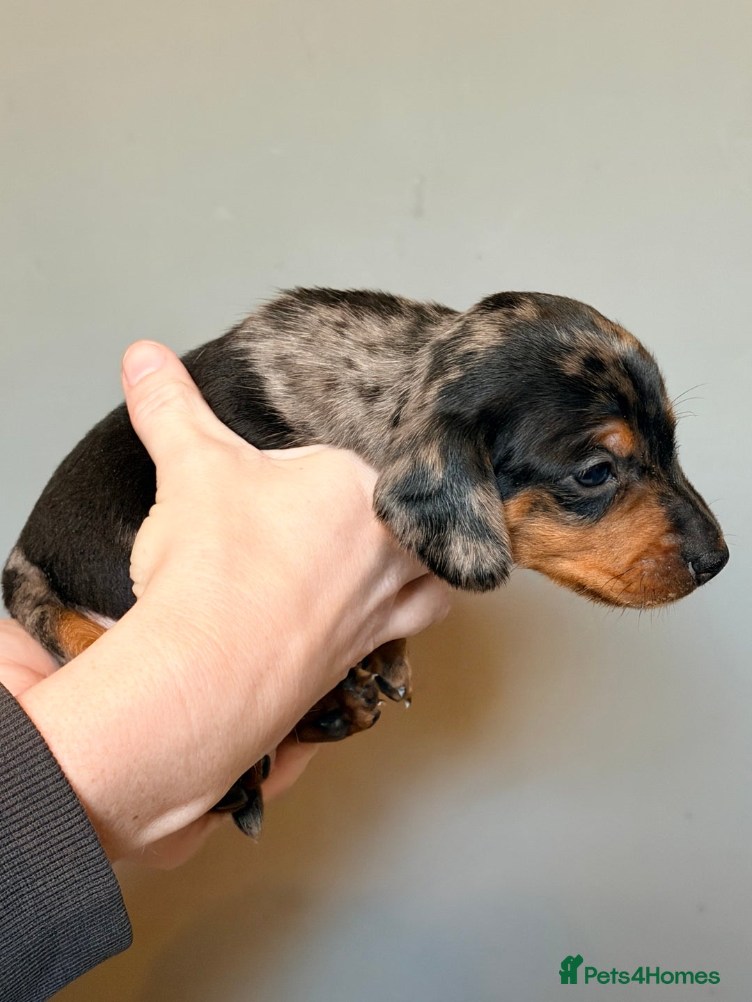 Miniature Dachshund dogs for sale: Miniature dapple daschund puppies for sale - Advert 30