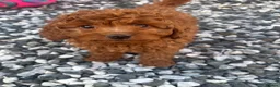 Cavapoo dogs for sale: Stunning health checked Cavapoo puppies  - Advert 3