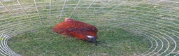 Chickens poultry for sale: 🌟Imported egg Aseel Rooster🌟 - Advert 1