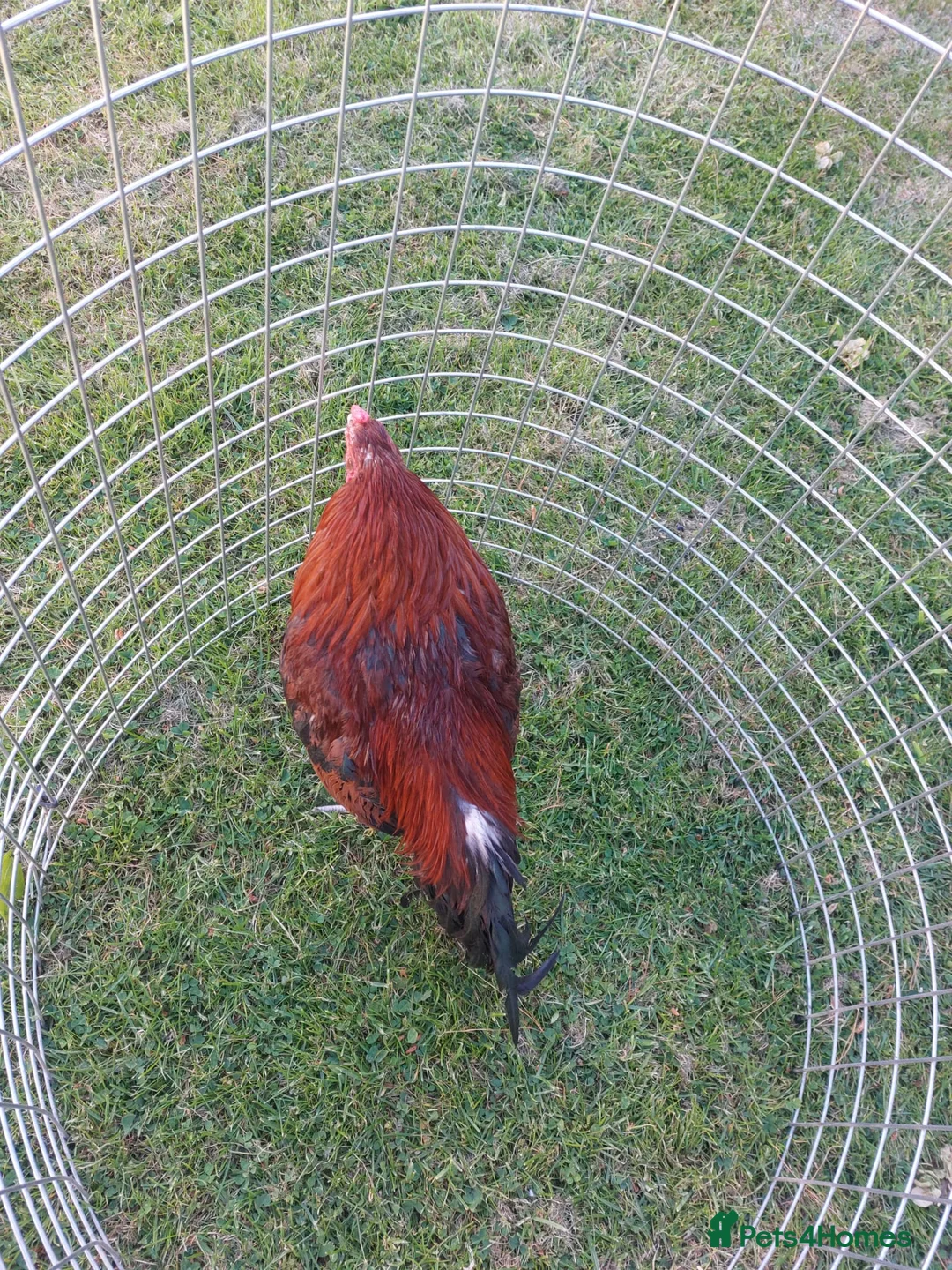 Chickens poultry for sale: 🌟Imported egg Aseel Rooster🌟 - Advert 1