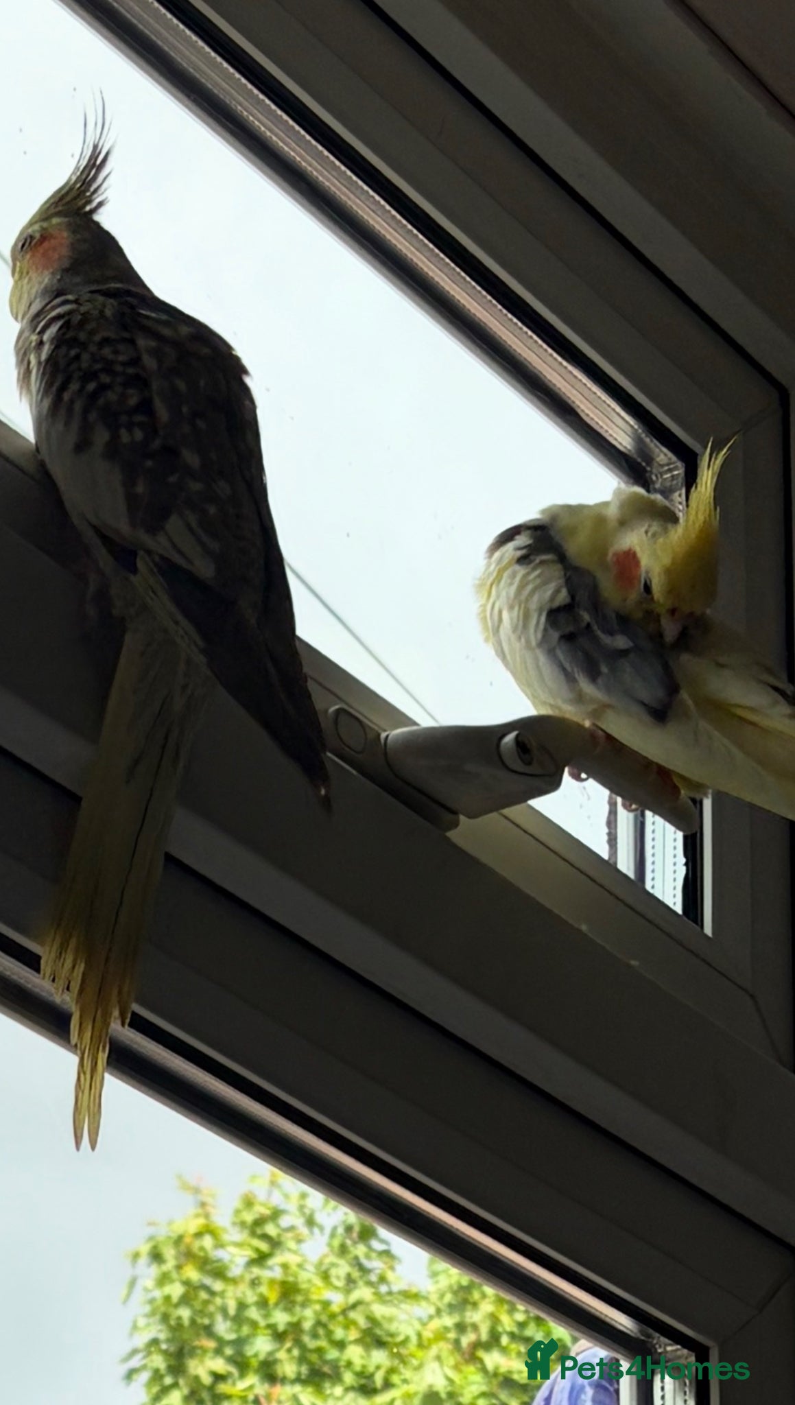 Cockatiels birds Baby cockatiels  - Advert 4