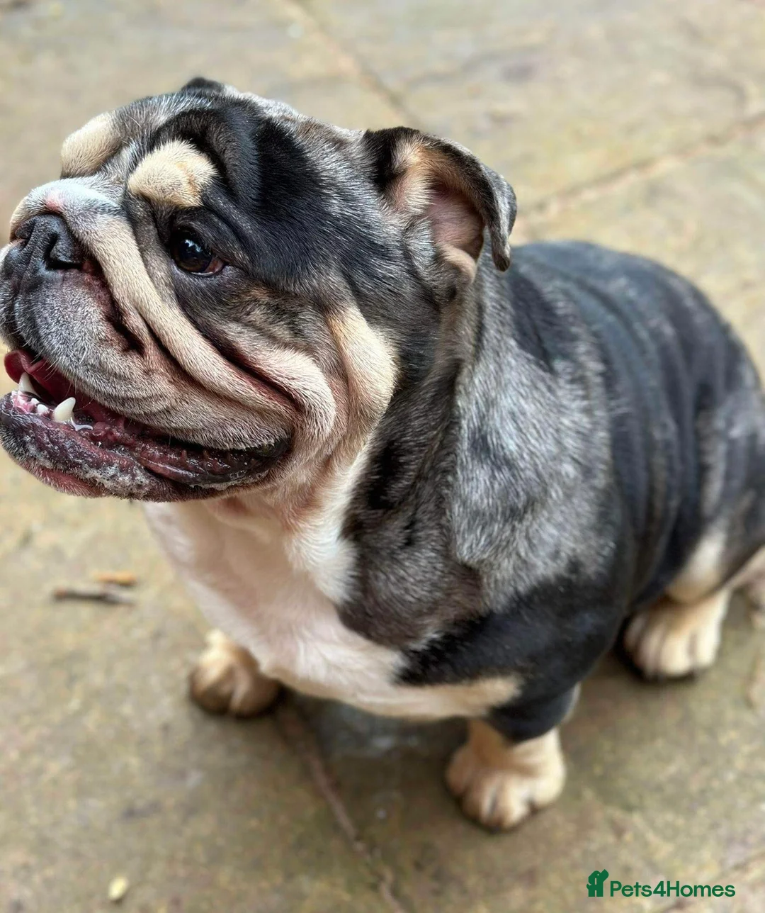 English Bulldog dogs for stud: 🌟Otis English Bulldog @stud in Telford - Advert 6