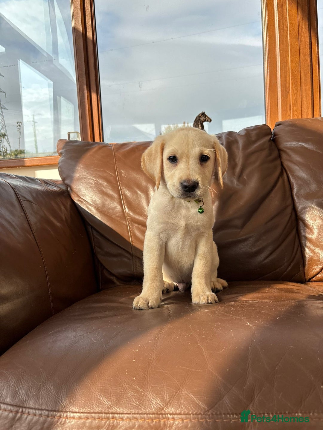 Labrador Retriever dogs for sale: 6 Beautiful Yellow Labradors  - Image 6