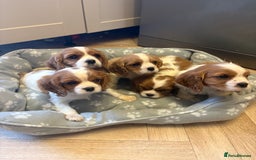 Cavalier King Charles Spaniel dogs for sale: ✨Adorable King Charles Cavalier Puppies✨READY NOW✨ - Advert 28
