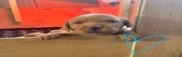 Labrador Retriever dogs for sale: 3 FoxRed Labrador Boys Available  - Advert 12