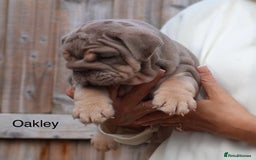 English Bulldog dogs for sale: Outstanding English bulldog puppies - Image 20