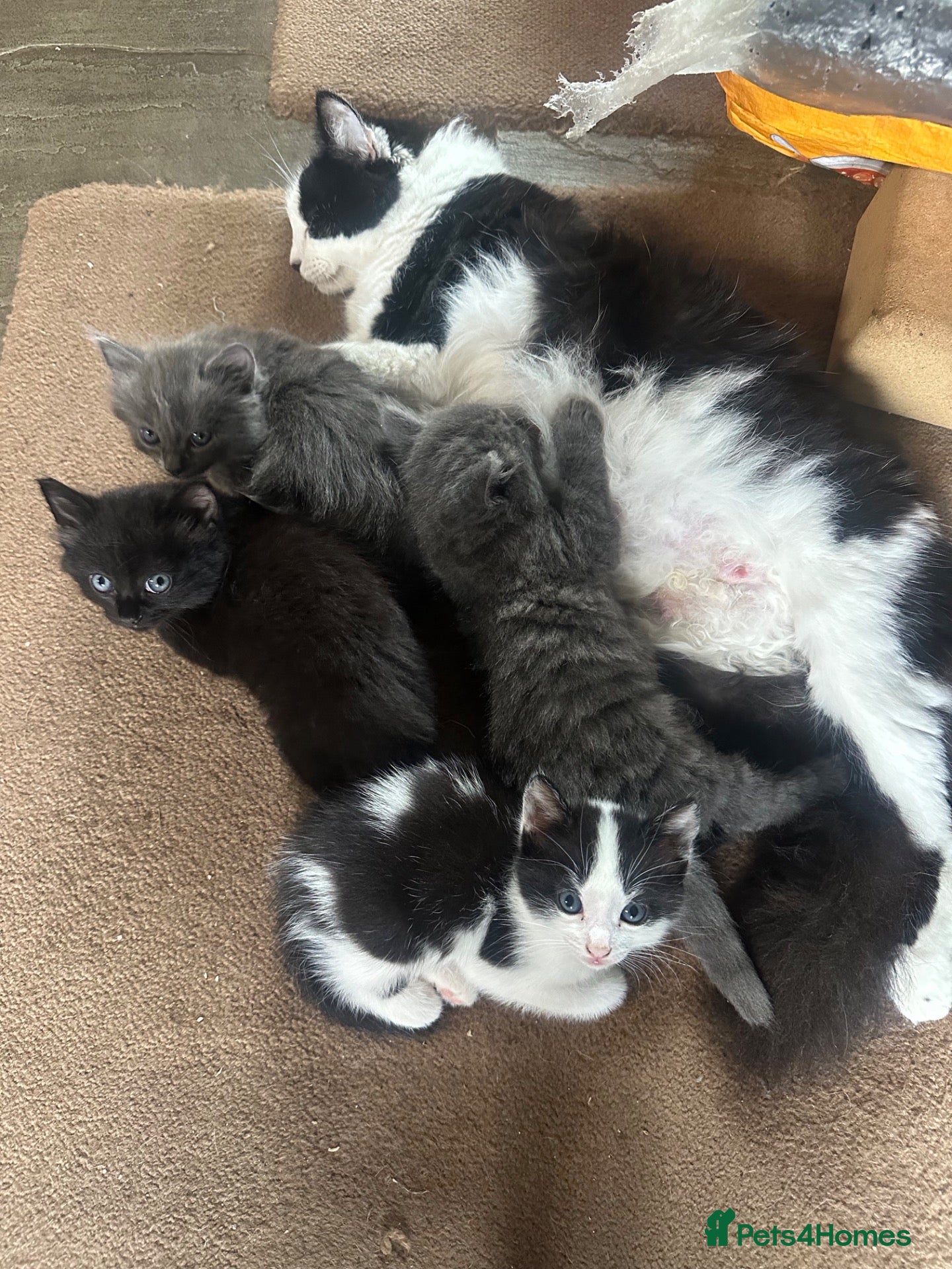 Mixed Breed cats Kittens looking for their loving forever home - Advert 10