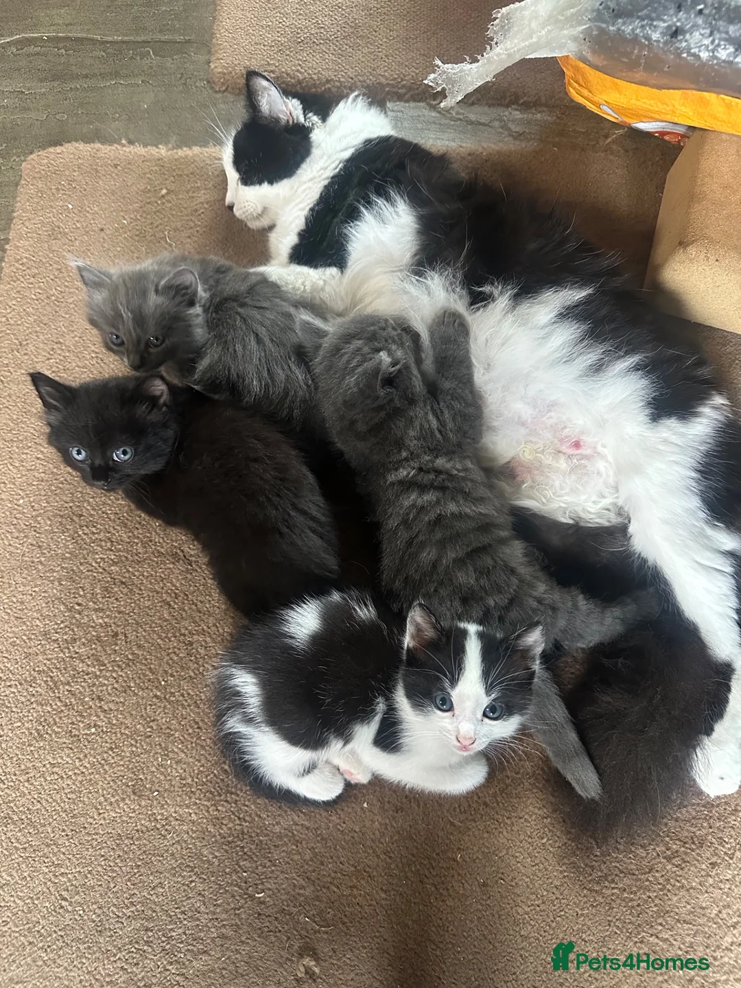 Mixed Breed cats for sale: Kittens looking for their loving forever home - Advert 1