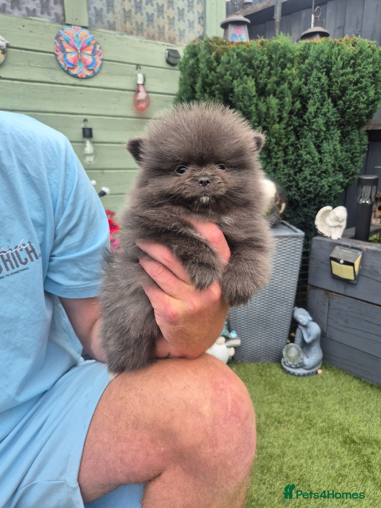Pomeranian dogs Mini pomeranian puppies Russian bloodlines - Advert 5