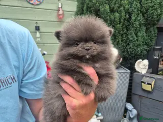 Pomeranian dogs Mini pomeranian puppies Russian bloodlines - Advert 5