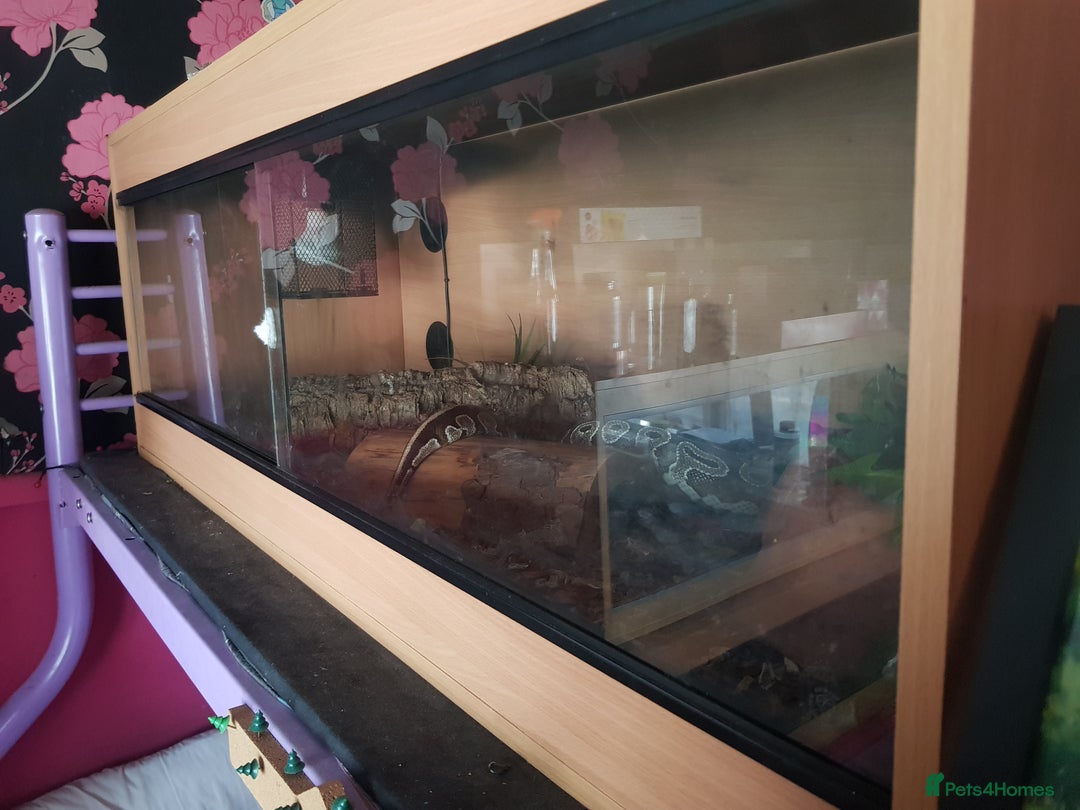 Python Snake reptiles for sale: Mojave Ball Python + Enclosure - Image 4