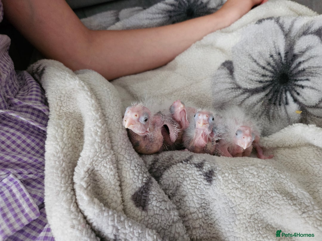 Cockatiels birds for sale: Hand tame cockatiel chicks  - Image 11
