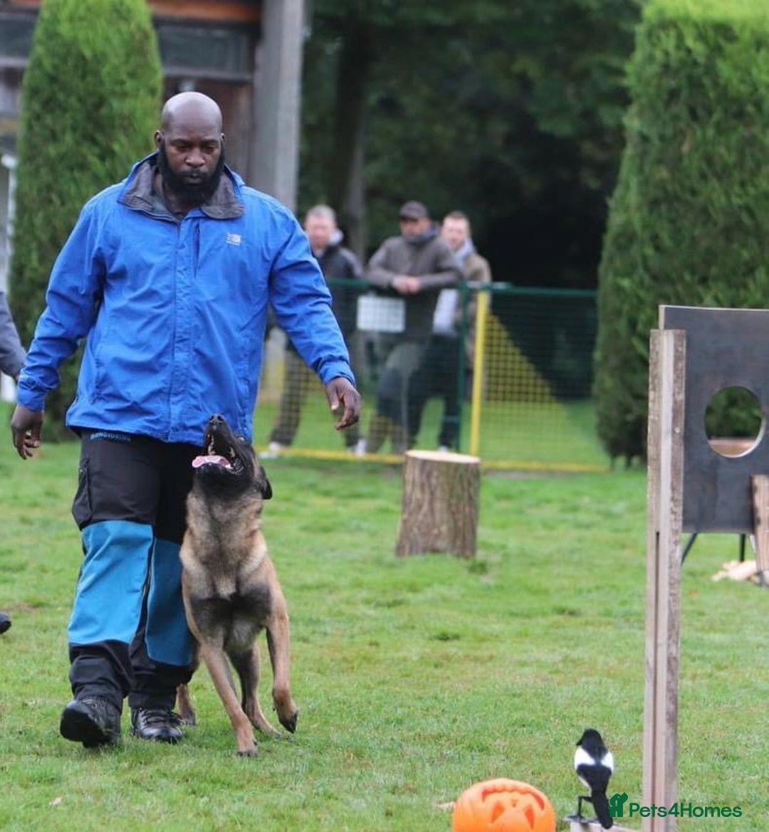 Belgian Shepherd Dog dogs for sale: Belgian Malinois is due before 5th of January - Advert 24