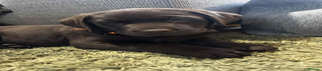 Labrador Retriever Puppy 2