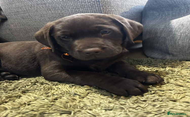 Labrador Retriever dogs - Advert 1