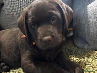 Labrador Retriever dogs - Advert 1