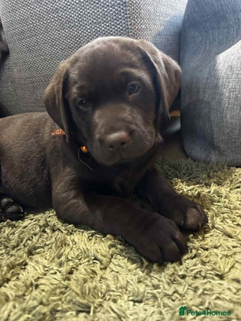 Labrador Retriever dogs - Advert 1