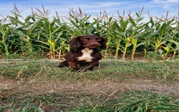 Cocker Spaniel dogs for stud: Working cocker spaniel for stud.  - Image 1