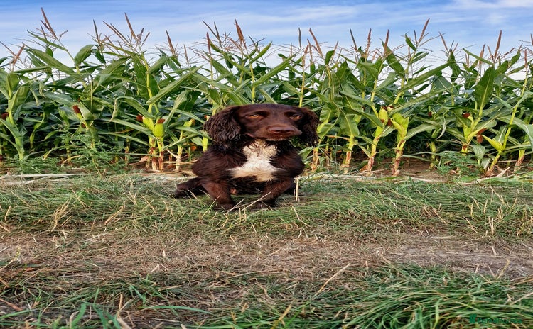 Cocker Spaniel dogs - Advert 5