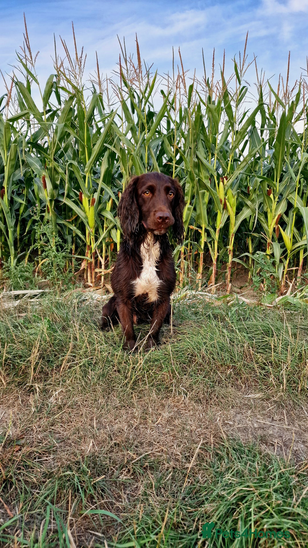 Cocker Spaniel dogs for stud: Working cocker spaniel for stud.  - Image 1