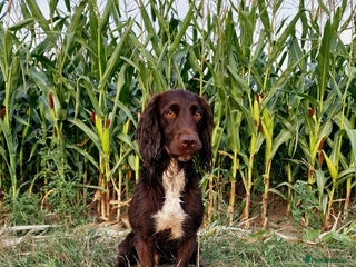 Cocker Spaniel dogs - Advert 2