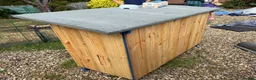 Guinea Pig rodents for sale: Guinea Pigs - Ready Now - Advert 26