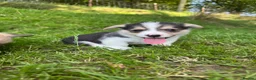 Welsh Corgi Pembroke dogs for sale: Beautiful Natural Bob Tail Pembrokeshire Pups - Advert 3