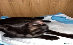 Domestic Shorthair cats for sale: 5 little kittens available  - Image 6