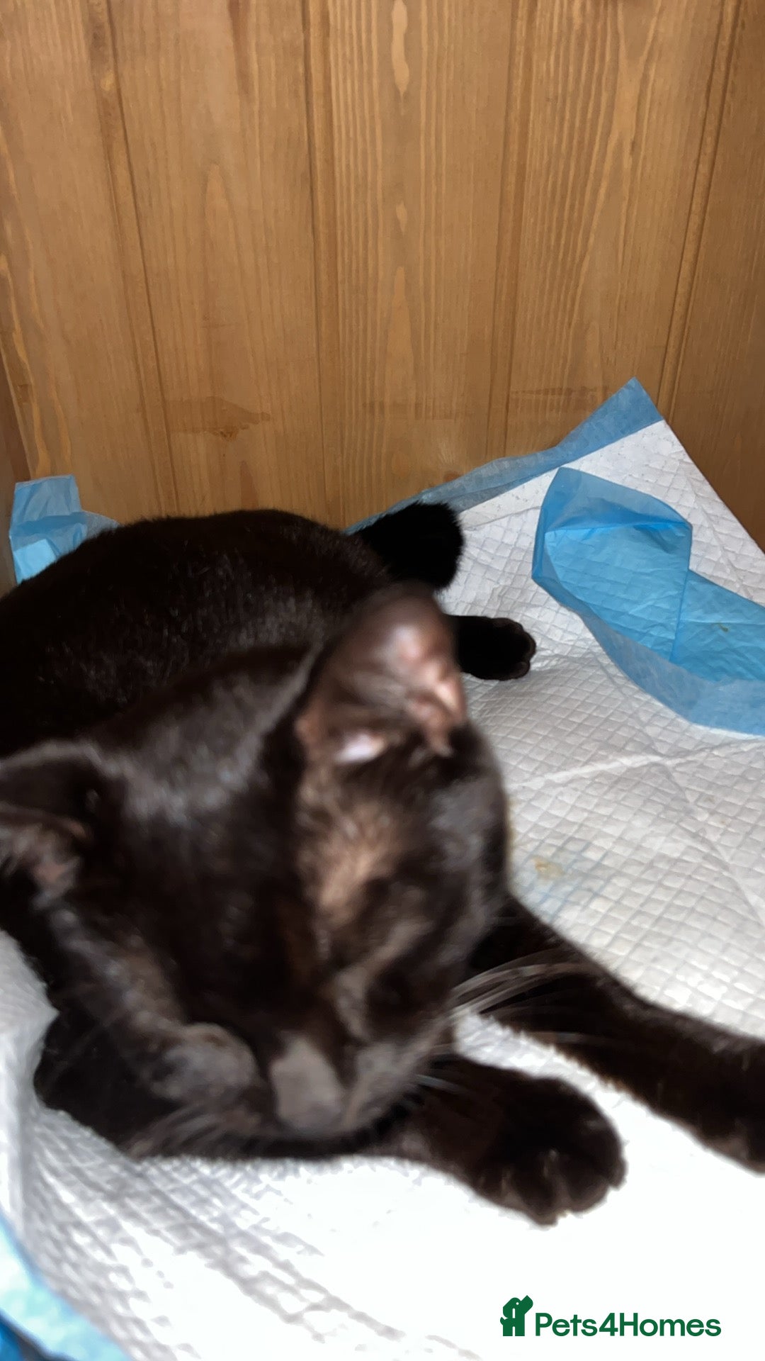 Domestic Shorthair cats for sale: 5 little kittens available  - Image 6