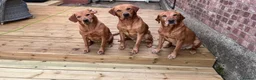 Labrador Retriever dogs for stud: **Fox Red Labrador for Stud** - Advert 3