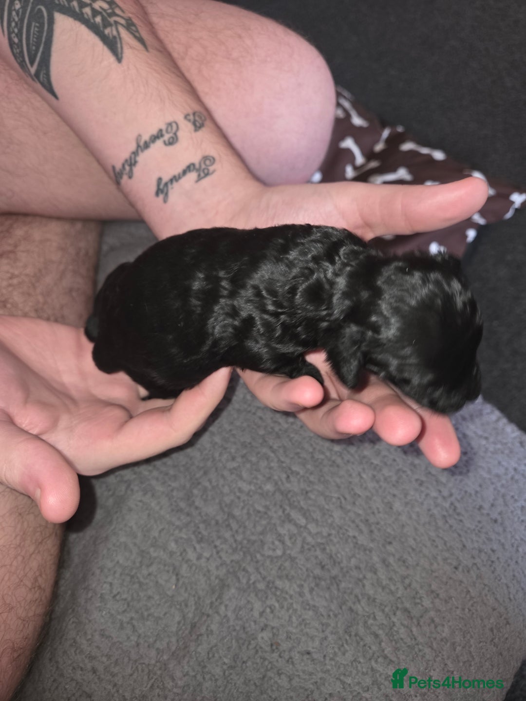 Cockapoo dogs for sale: Puppy cockapoos  - Advert 4
