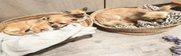 Chihuahua dogs for sale: Gorgeous tiny girl Chihuahua - Advert 9