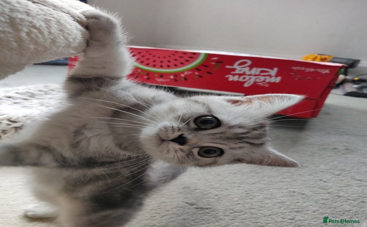 Scottish Fold cats - Advert 1