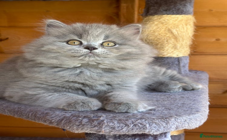 British Shorthair cats - Advert 17