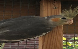 Cockatiels birds for sale: Baby Cockatiels - Image 12