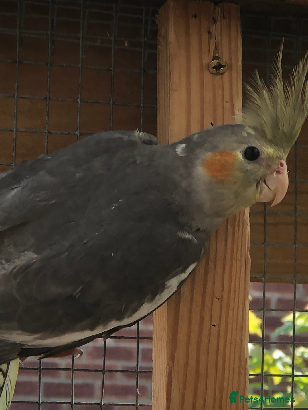 Cockatiels birds for sale: Baby Cockatiels - Image 12