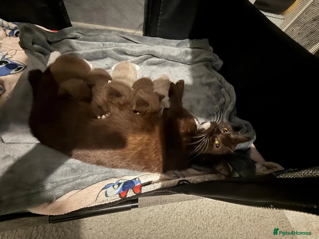 British Shorthair cats for sale: Charming British Shorthair Kittens - Advert 23