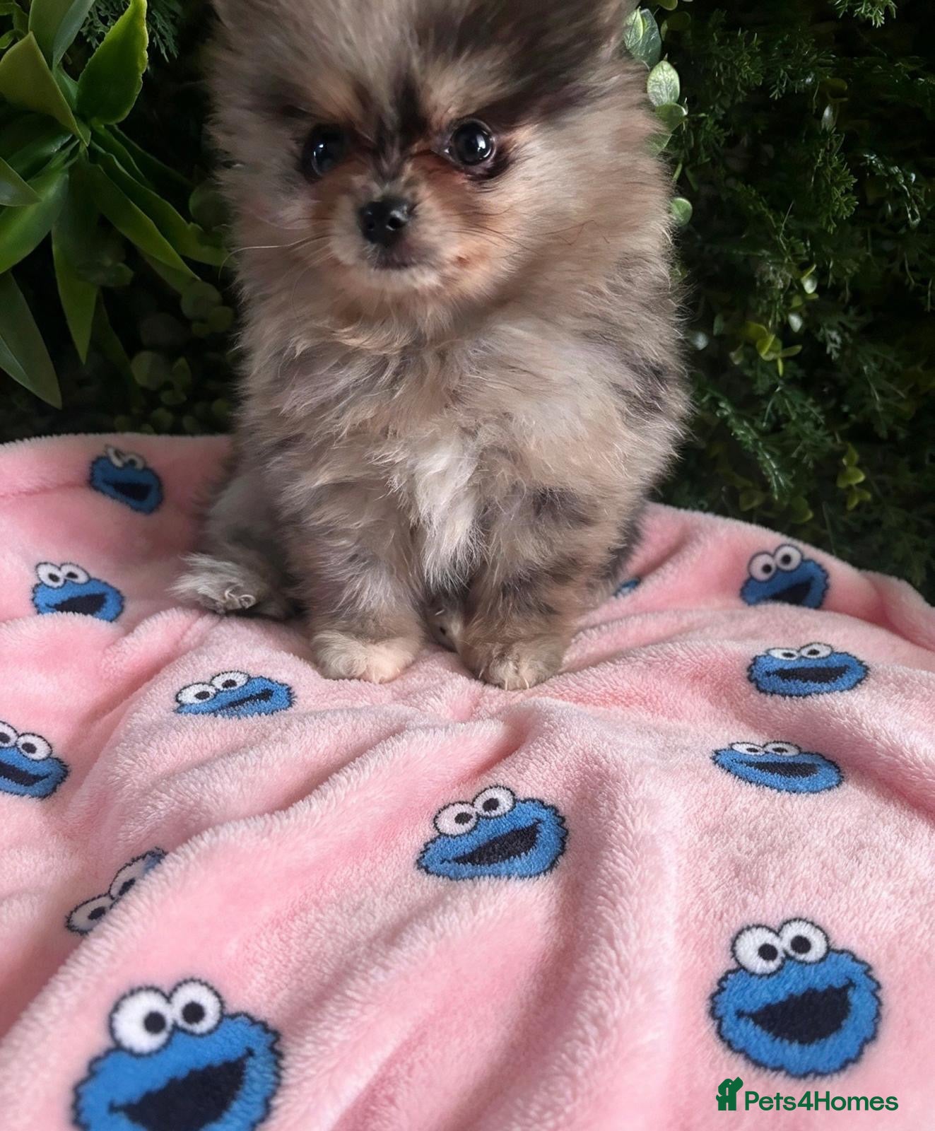 Pomeranian dogs 👀Ready ✨Four Mini Little Gems 💎🐾🐶✨💜🧡🩶🤎 - Advert 2
