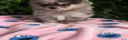 Pomeranian dogs for sale: 👀2 🐶 Left  ✨Four Mini Little Gems💎🐾🐶✨💜🧡🩶🤎 - Advert 12
