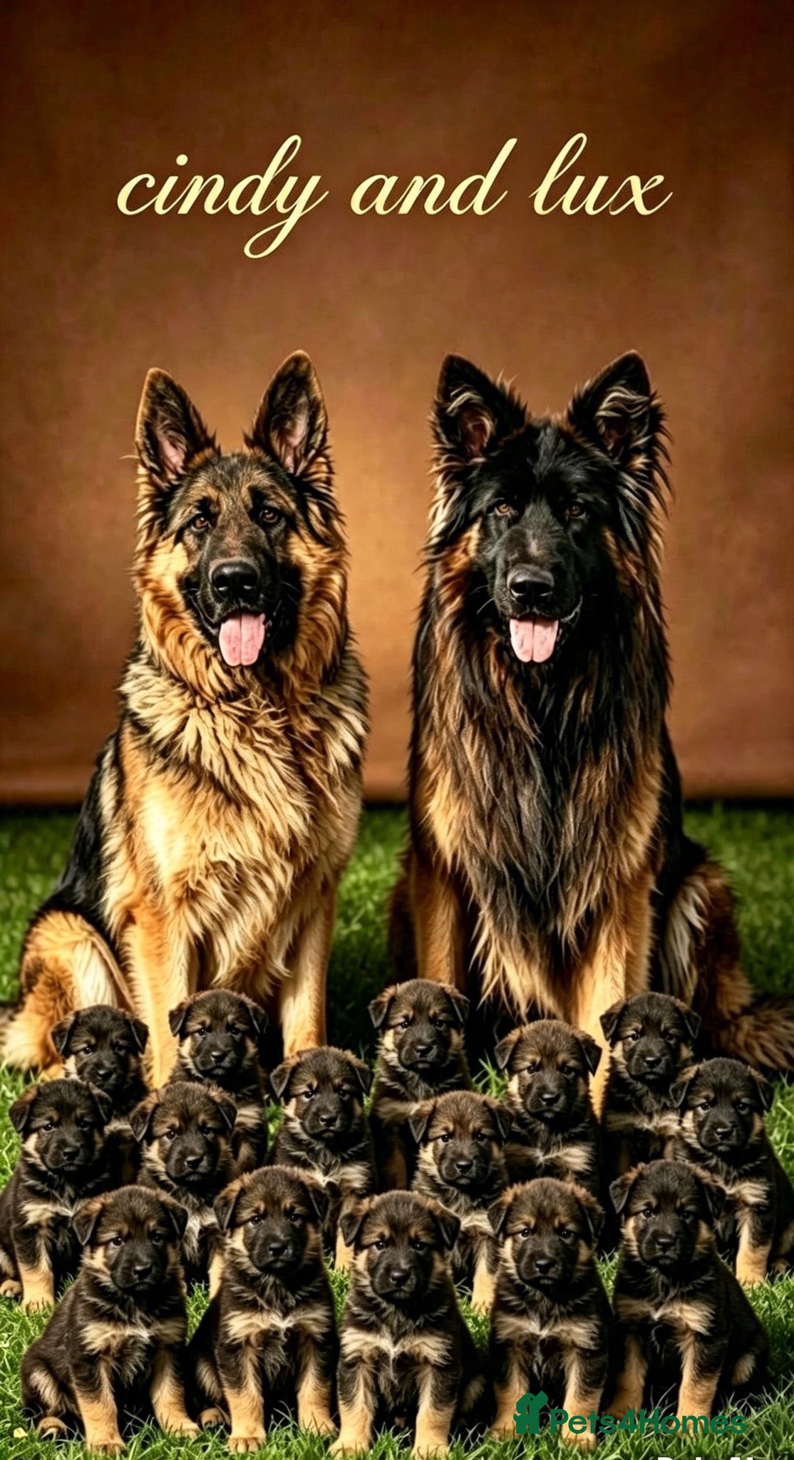German Shepherd dogs Stunning GSD puppies for sale  - Advert 4