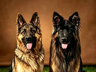 German Shepherd dogs Stunning GSD puppies for sale - Advert 4