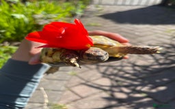 Tortoise reptiles for sale: Selling my beautiful Russian tortoise. - Image 3