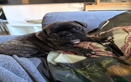 Frug dogs for sale: Beautiful baby Frug’s - Image 11
