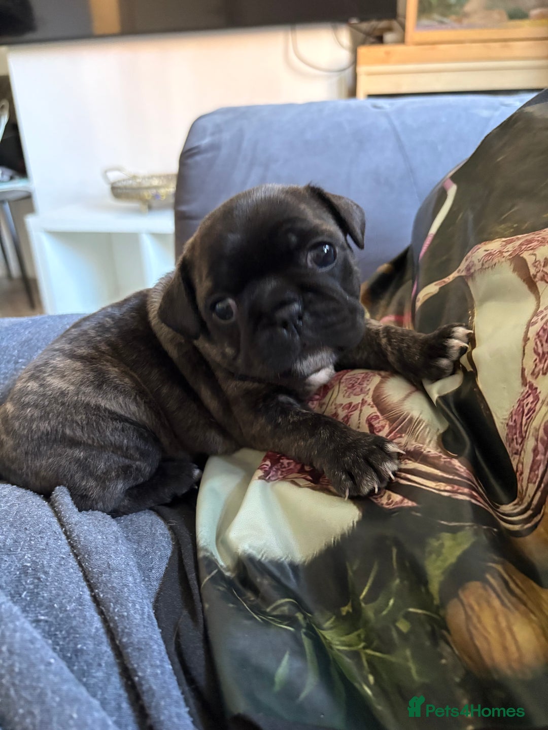 Frug dogs for sale: Beautiful baby Frug’s - Image 11