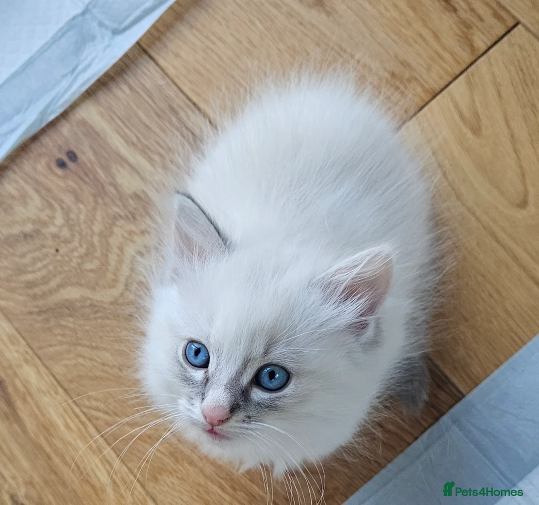 Ragdoll cats for sale: Stunning pure ragdoll kittens * all reserved* - Advert 15